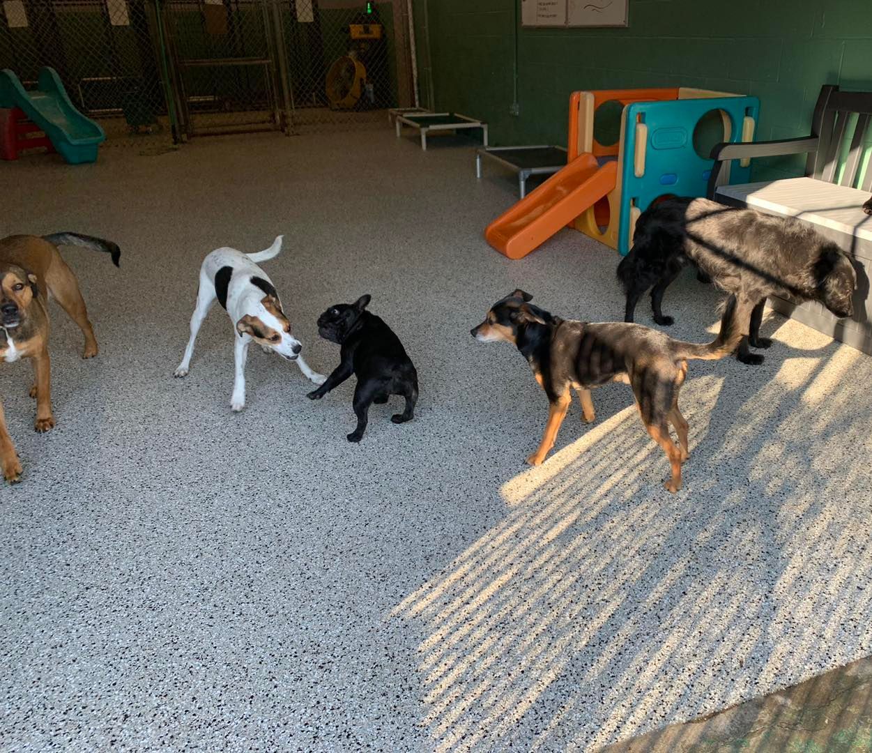A group of dogs are playing in a room with a slide.