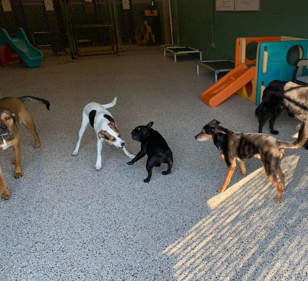 Why Staffing Matters at Dog Daycare