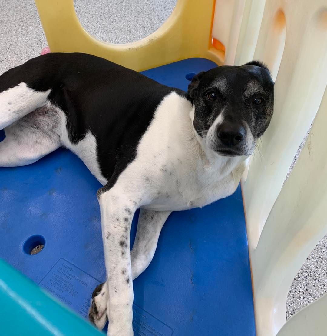 A black and white dog is laying on a blue mat