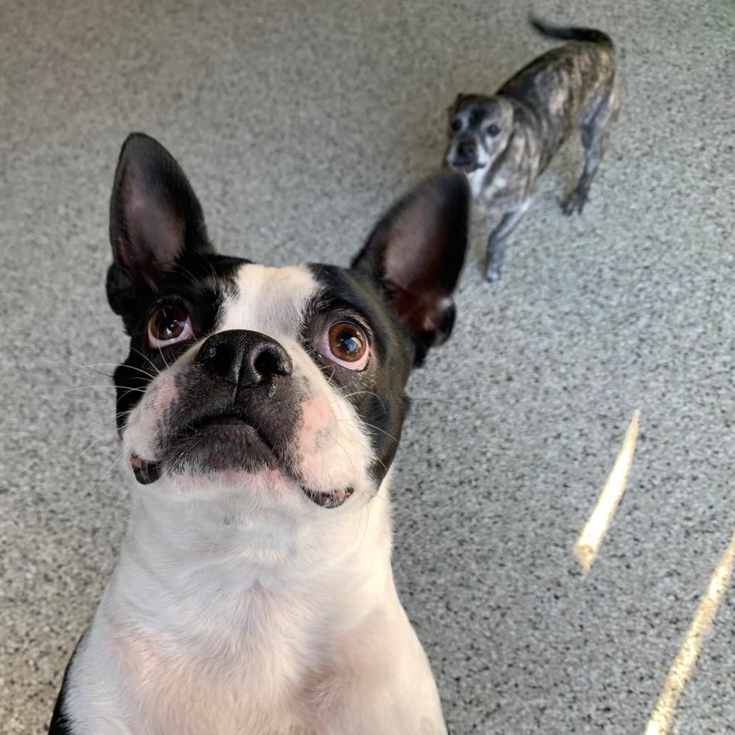 A black and white dog is looking up at the camera while another dog looks on.