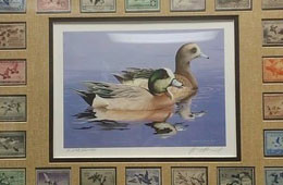 Duck stamps