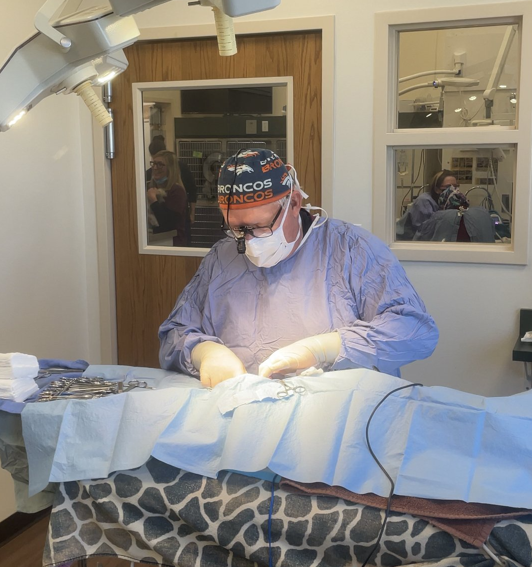 vet doing surgery on dog