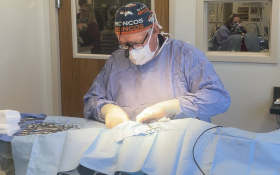 Learn More About Surgeries vet doing surgery on dog
