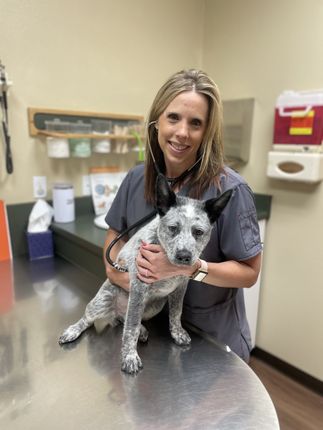 Vet checking dog