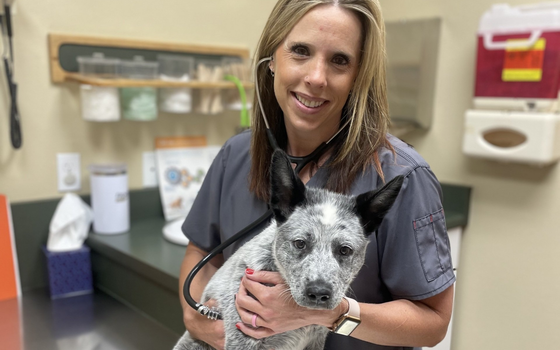 Learn More About Routine Care Vet checking dog