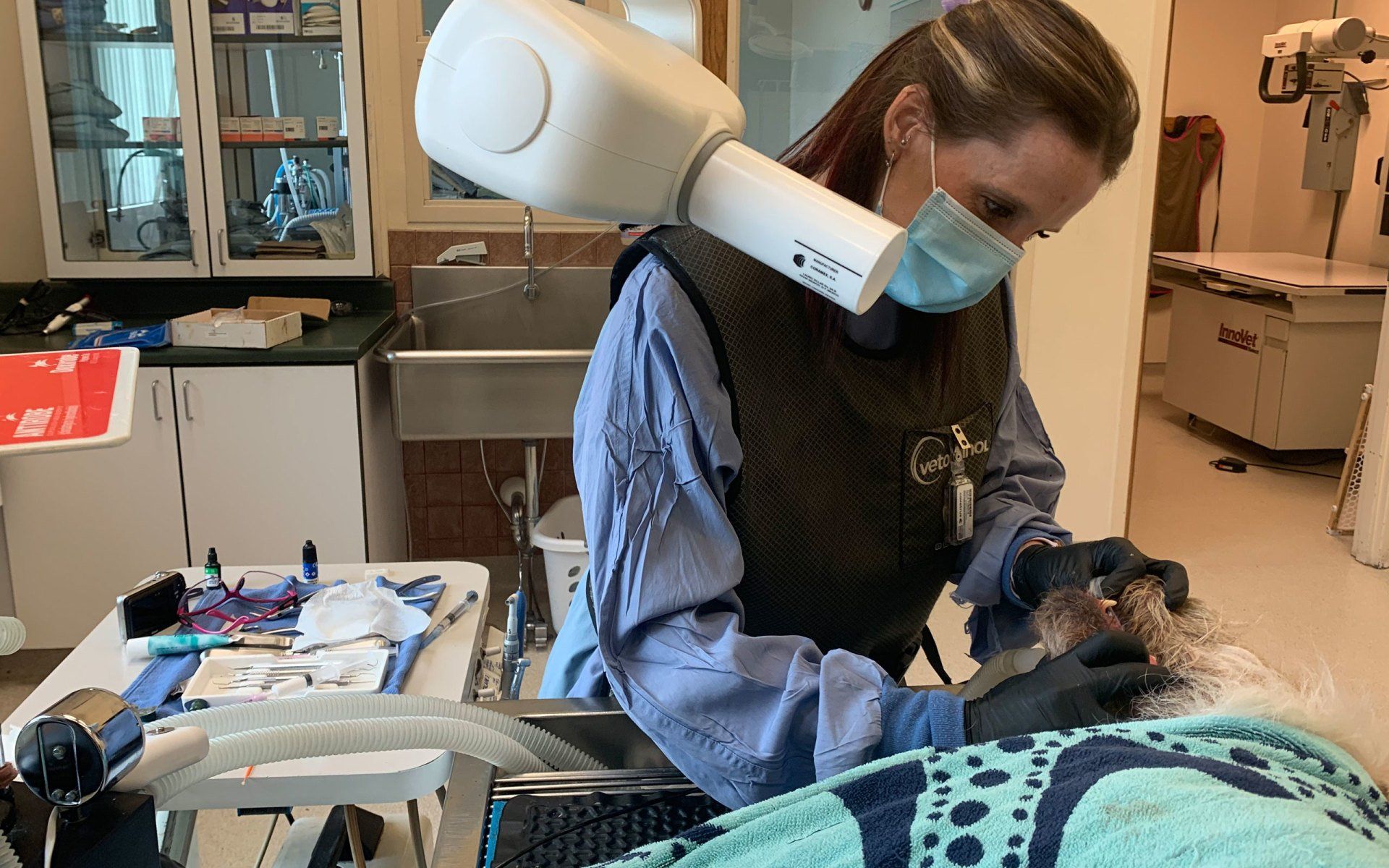 Vet checking dog's teeth
