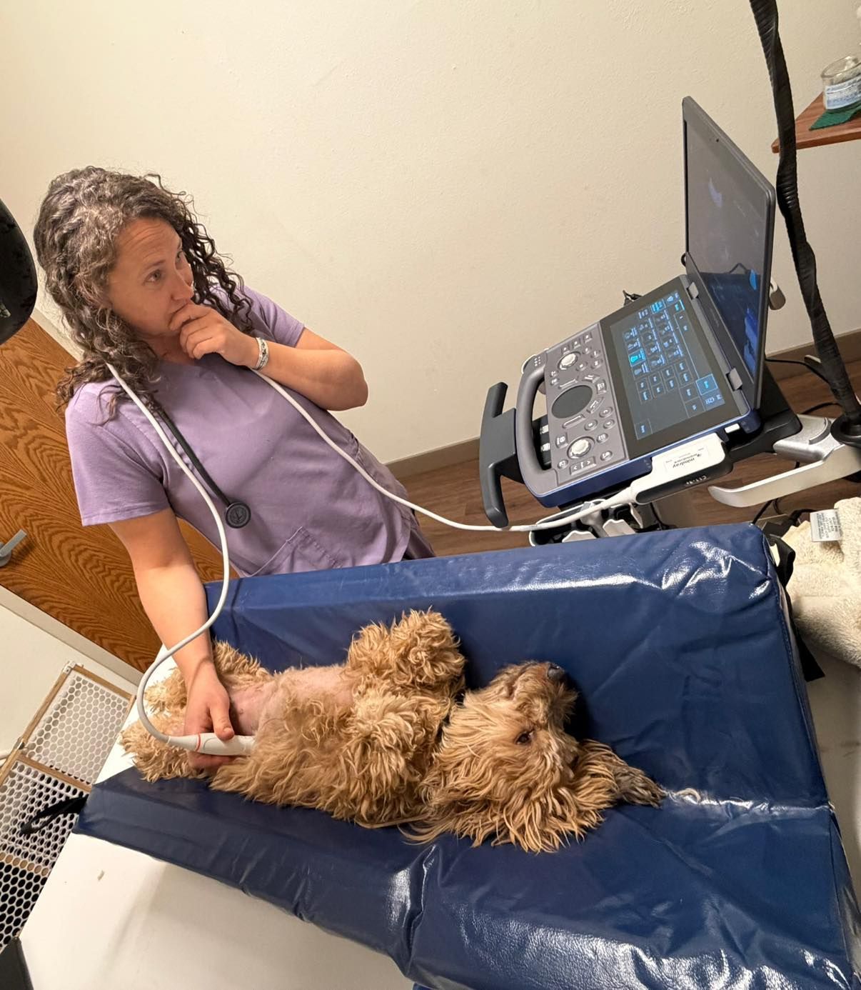 A person in lavender scrubs performs an ultrasound on a fluffy, light brown dog resting on a blue padded table.