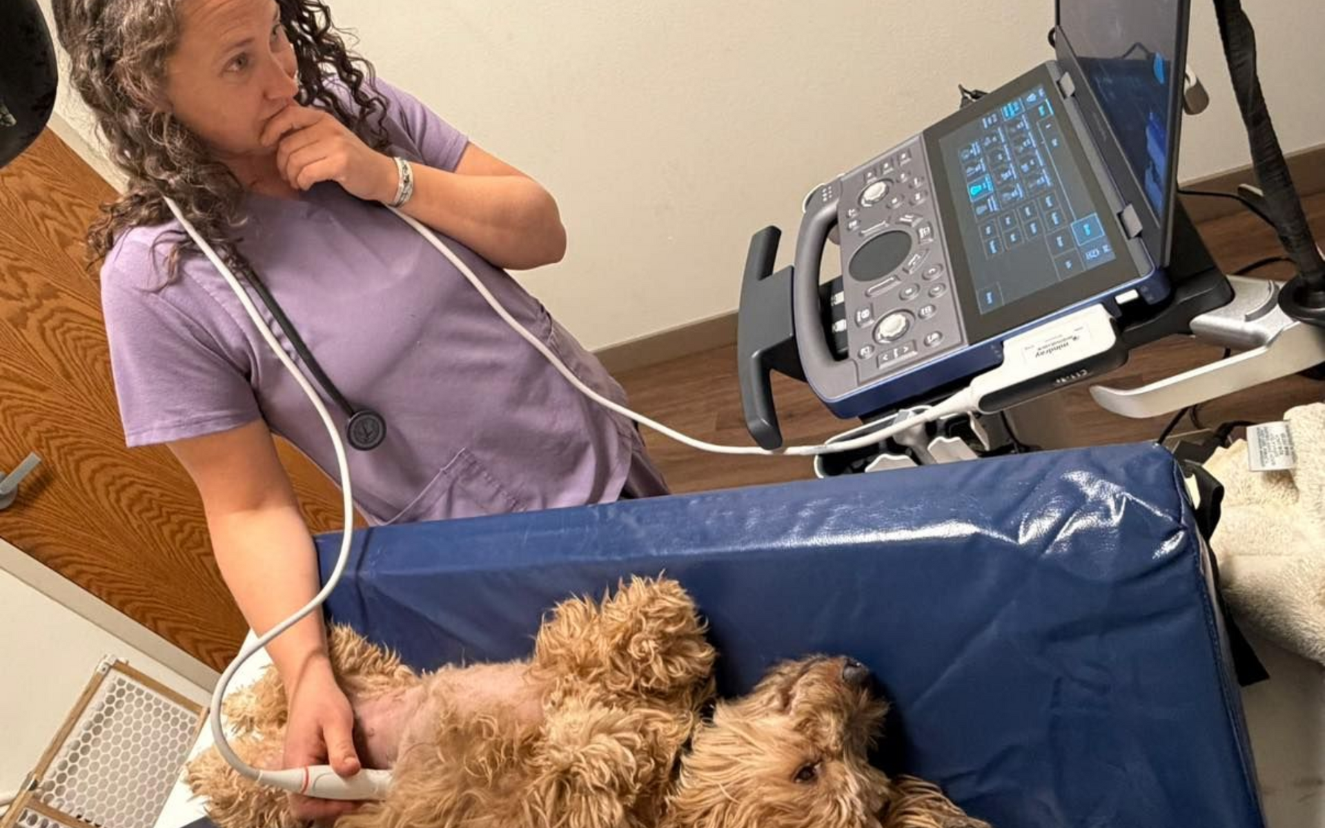 A person in lavender scrubs performs an ultrasound on a fluffy, light brown dog resting on a blue padded table.