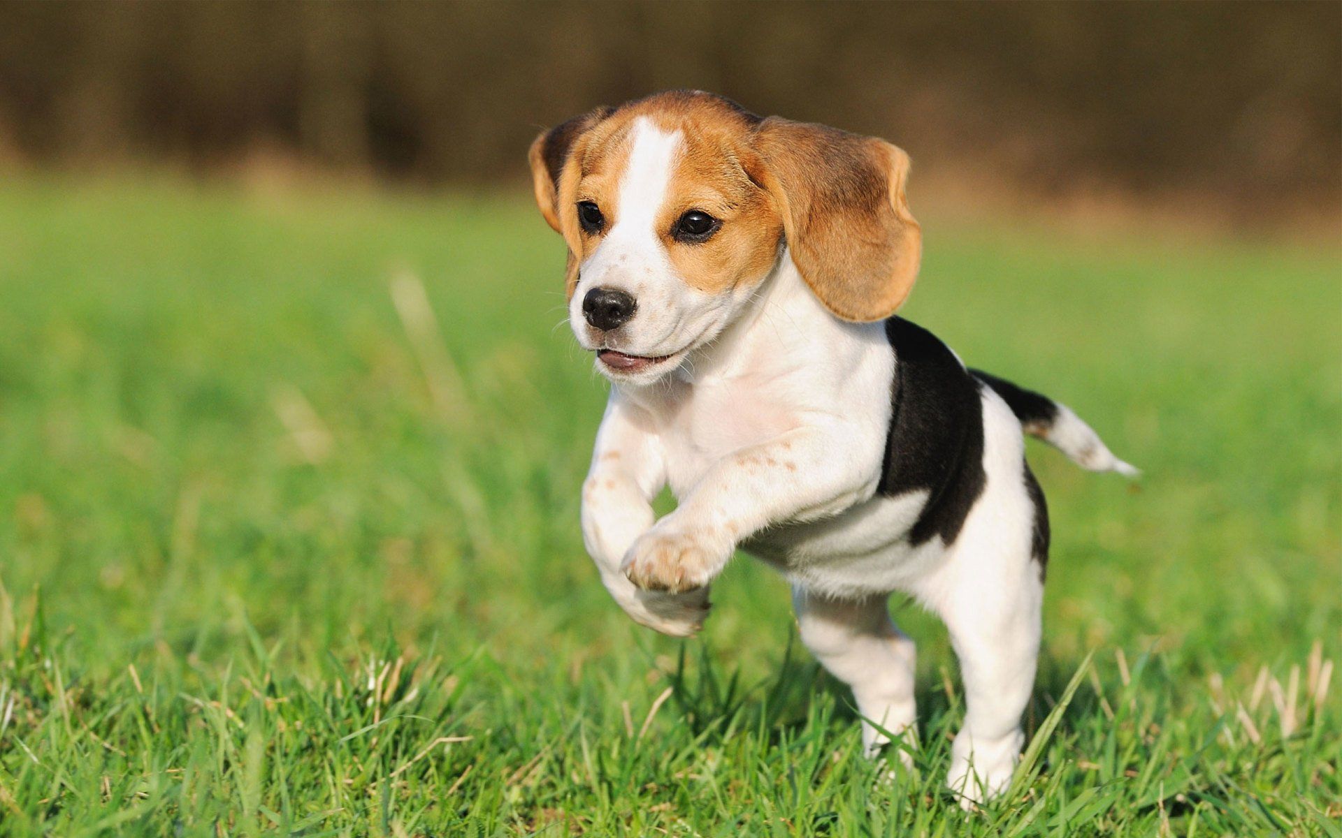running dog