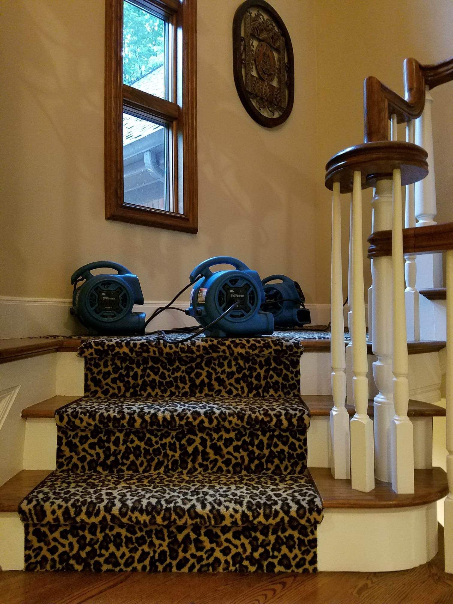 Carpet and Tile Cleaning