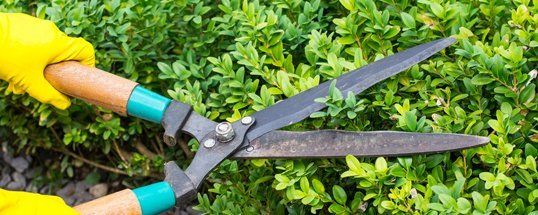 Sharp gardening scissors