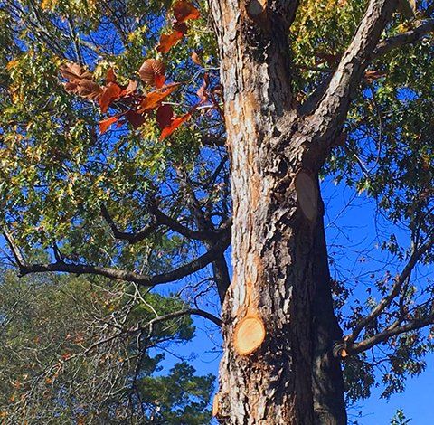 Tree service