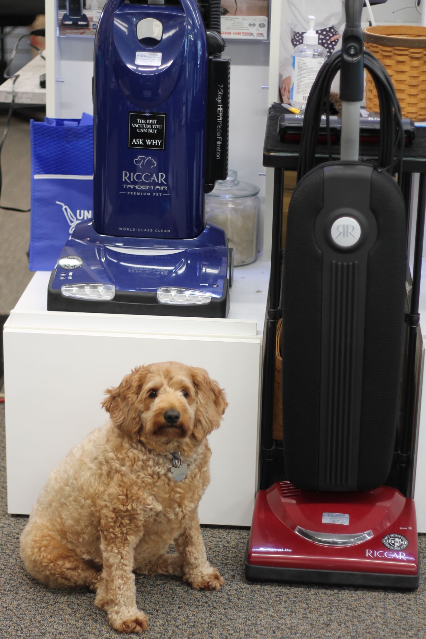A curly-haired dog sits in front of two vacuum cleaners, one blue, one black and red.