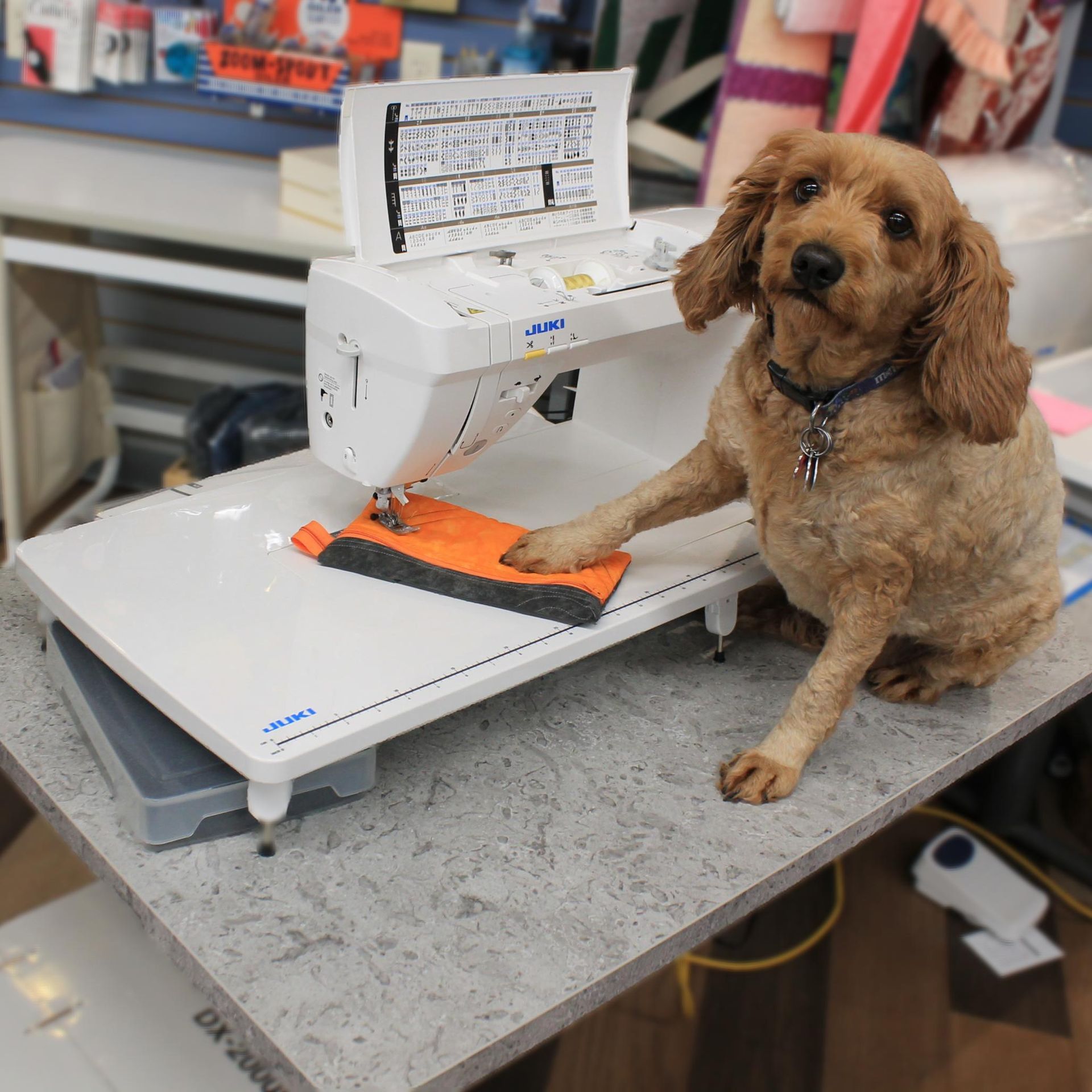 Dog with brown fur sits at a sewing machine, paw on a small orange and black item.