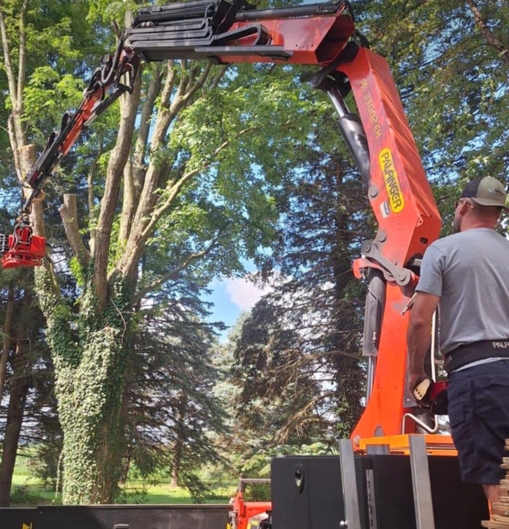 tree removal