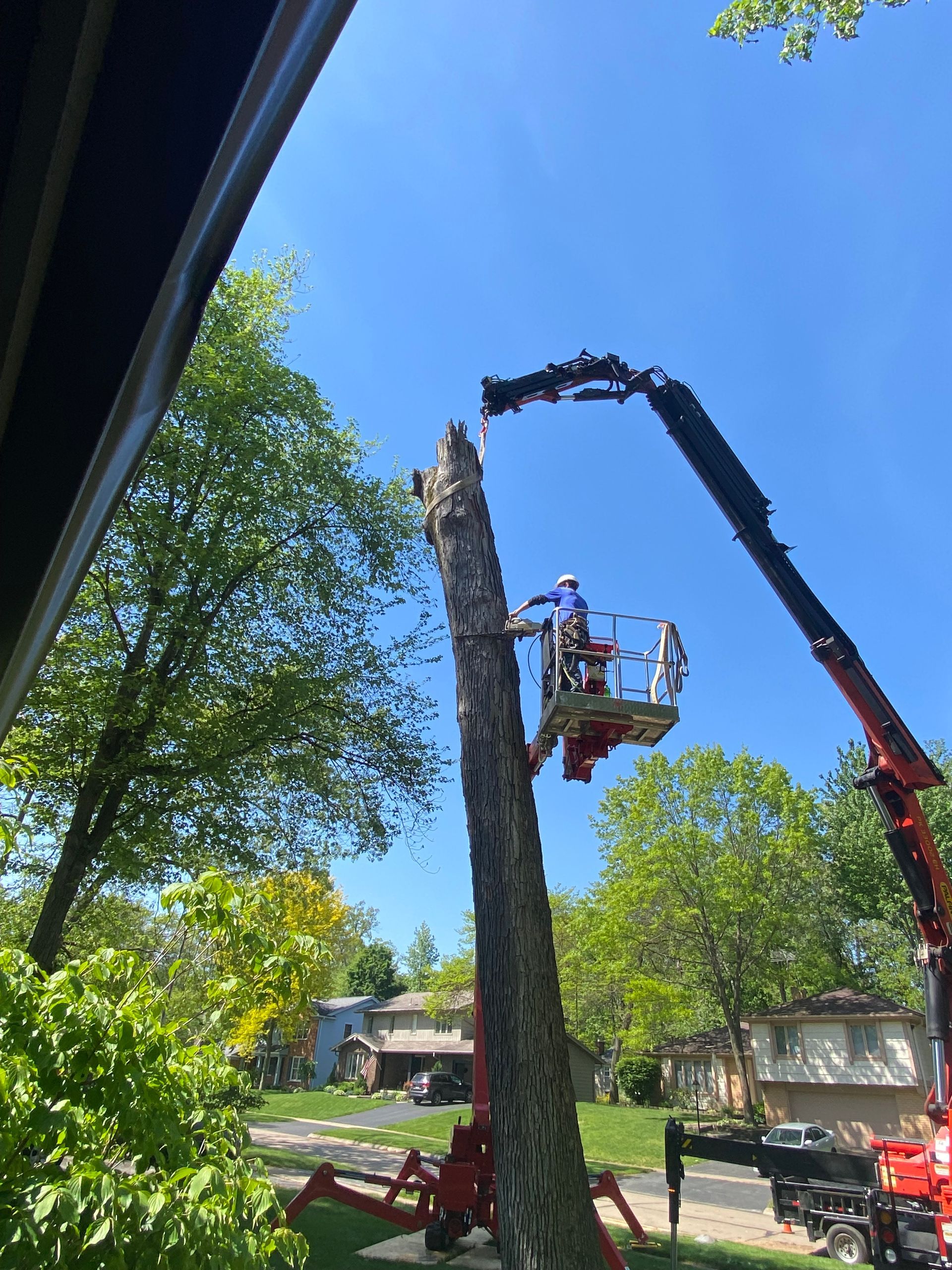 Worker in a bucket lift trimming a tall tree beside a black crane under a blue sky
