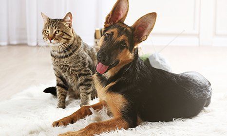 critter care mobile vet