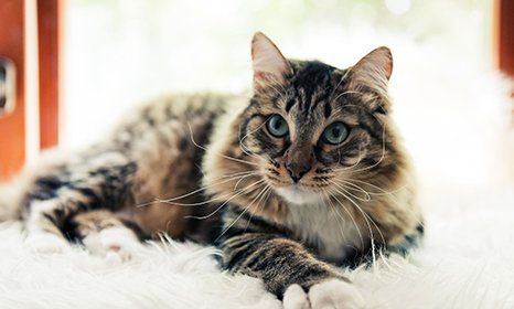 critter care mobile vet