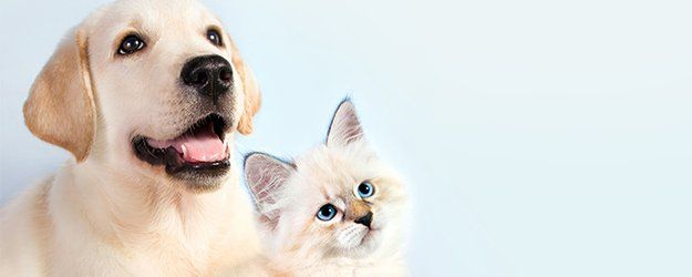 Spokane Pet Care, Pet Treatment