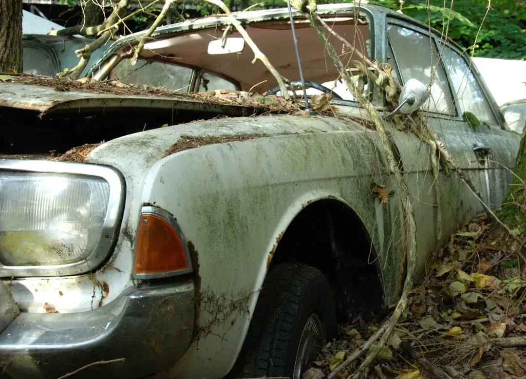 White, abandoned vintage car overgrown with vegetation in a wooded area.