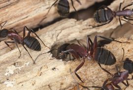 Black ants in wood