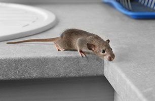 Rat on kitchen counter