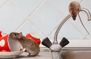 Rats on kitchen sink