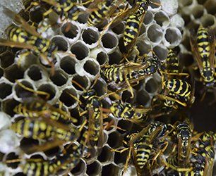 Wasps on their hive