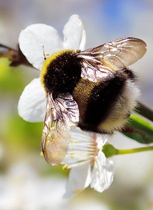 Hornets in the flower