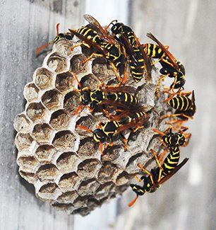 Wasps on their hive