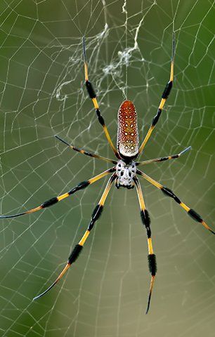 Spider in their web