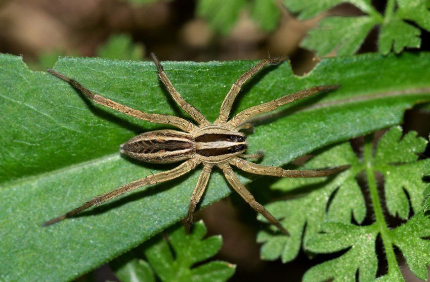 Wolf spider