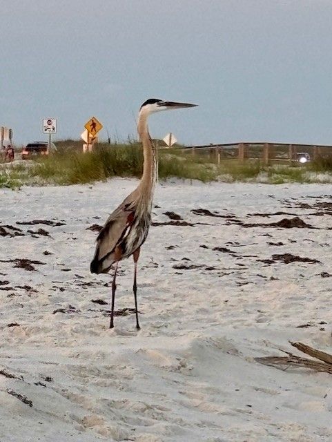 A great blue heron stands tall on a sandy beach, looking toward the left. Cars and road signs are in the background.