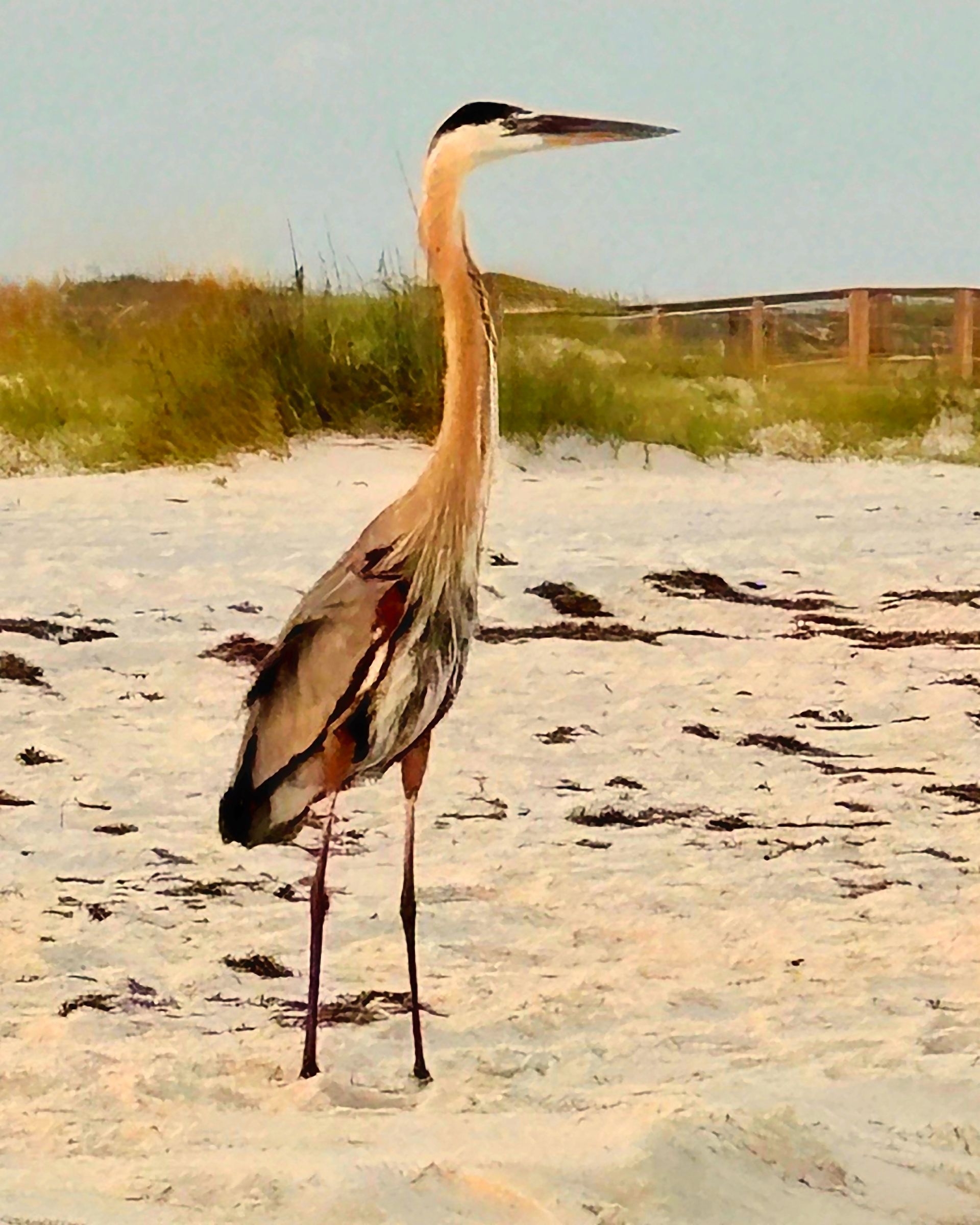 Great blue heron standing on a sandy beach, looking to the right. Its long neck and legs are visible.