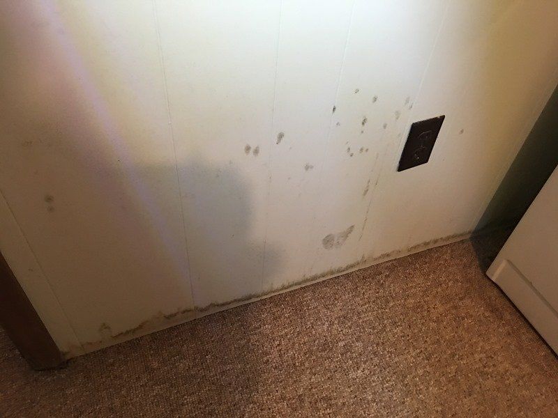 Mold on wall