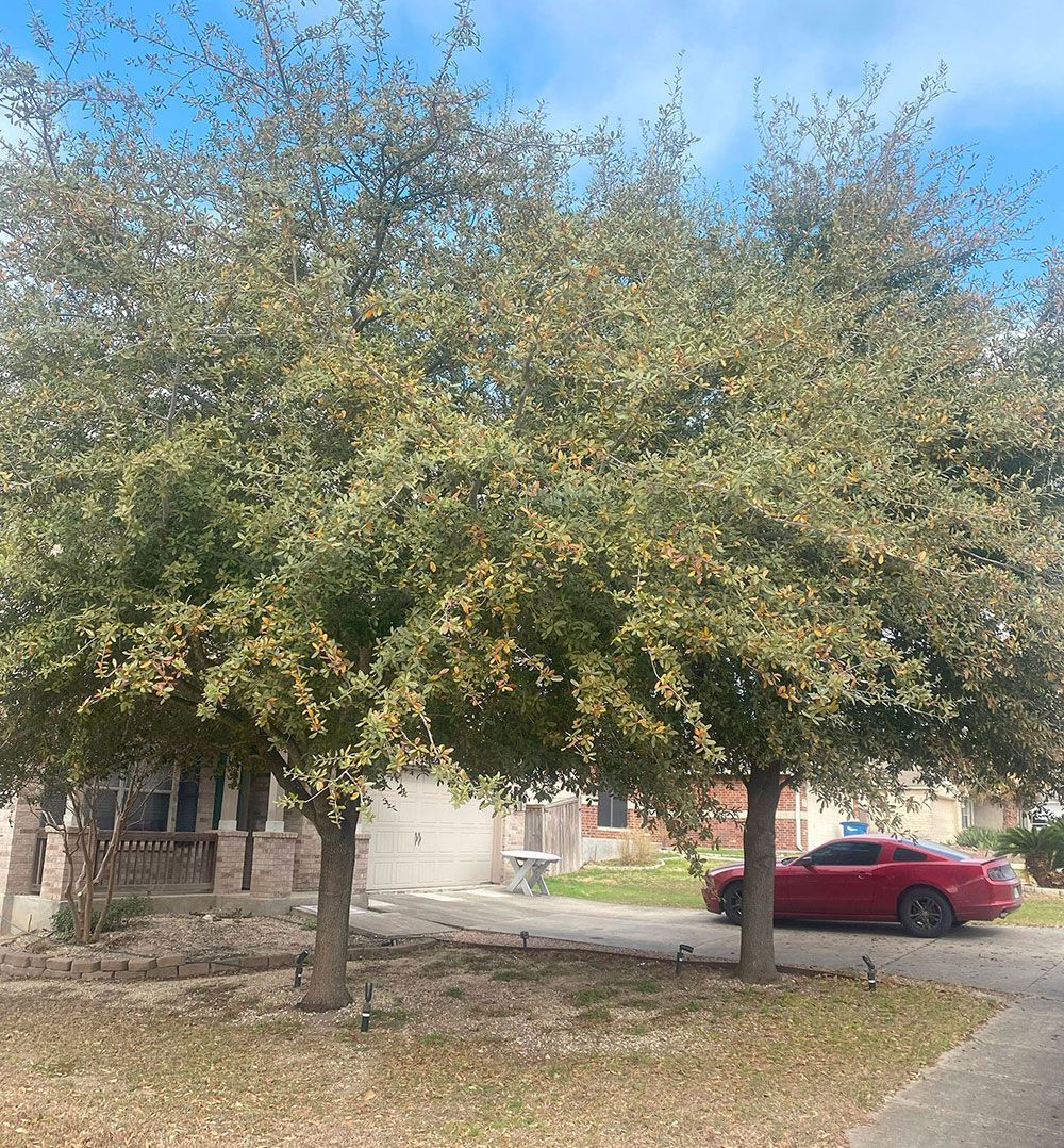 A red car is parked under a tree in front of a house.