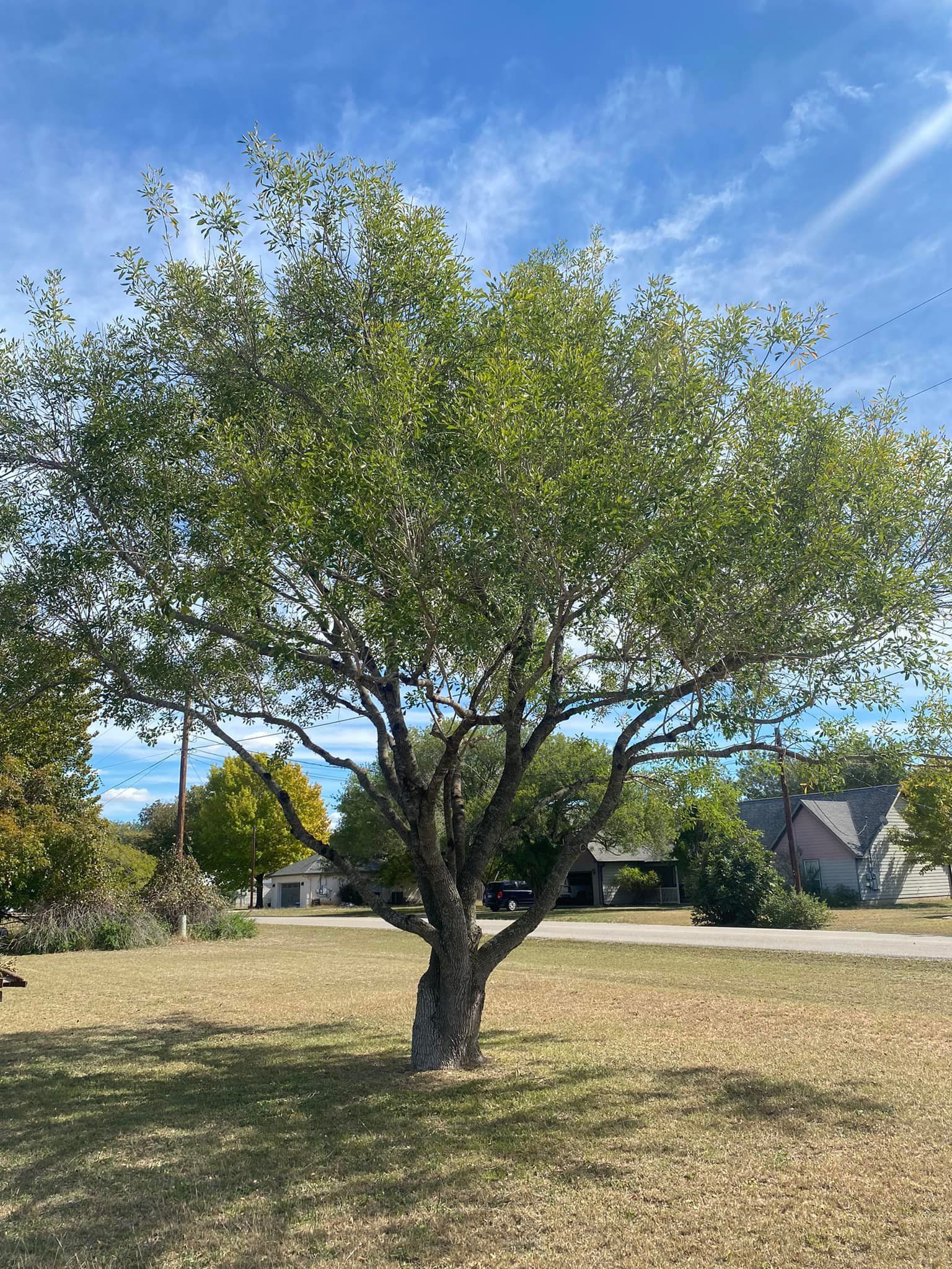 A tree in a field with a blue sky in the background.