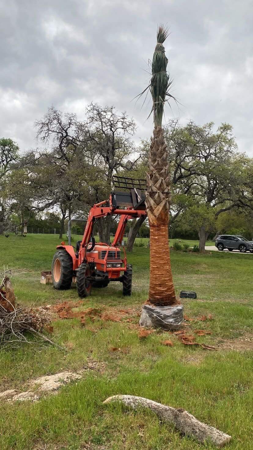 A tractor is carrying a palm tree in a field.