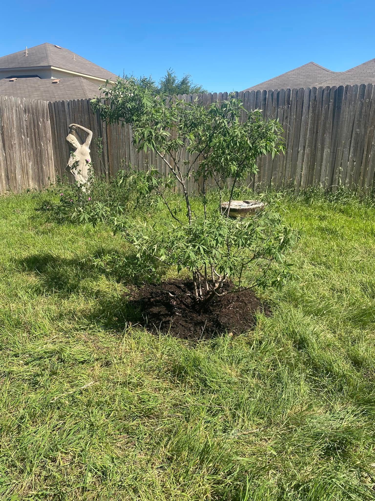 A small tree is growing in a yard next to a wooden fence.