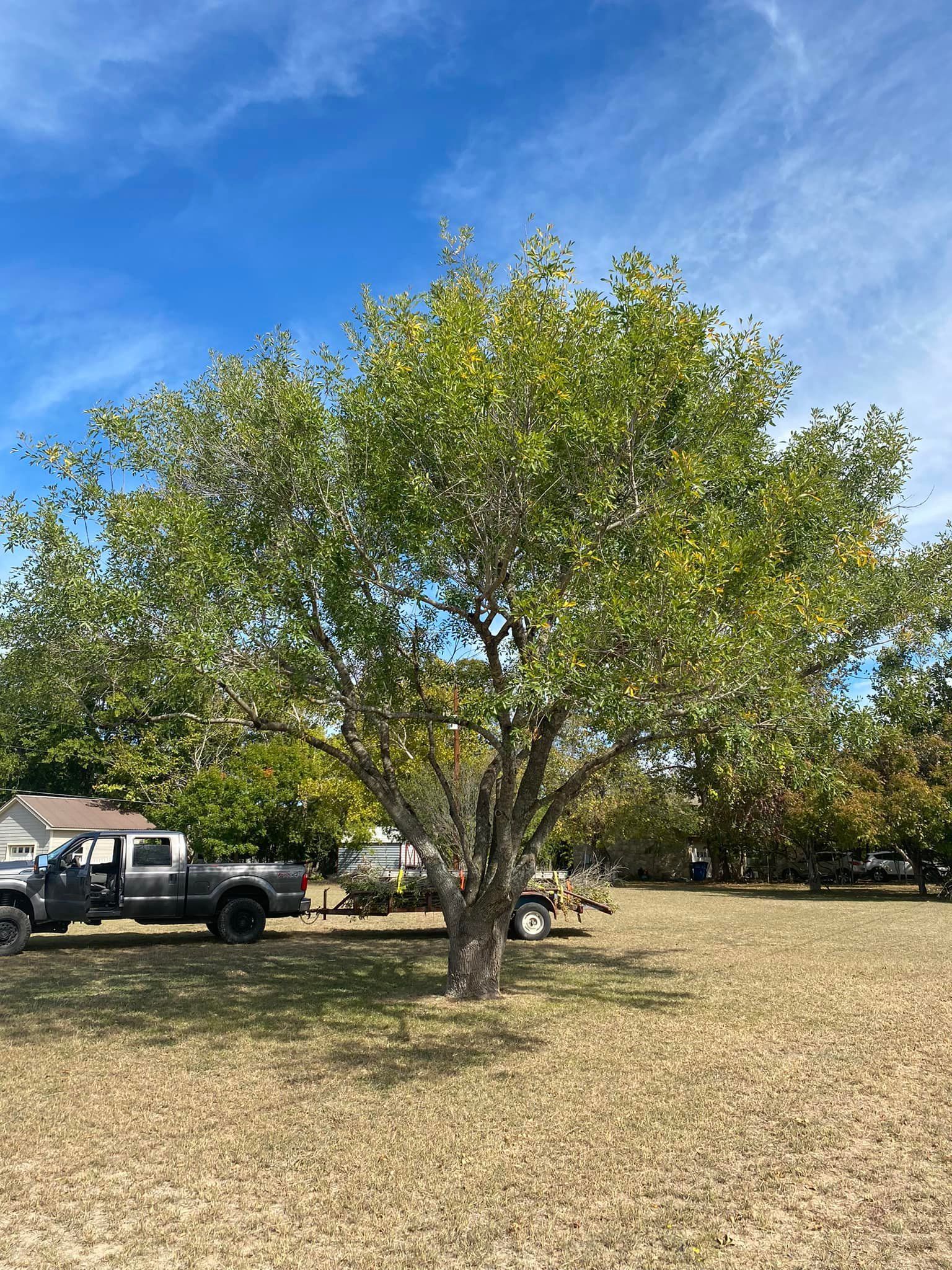A truck is parked under a tree in a field.