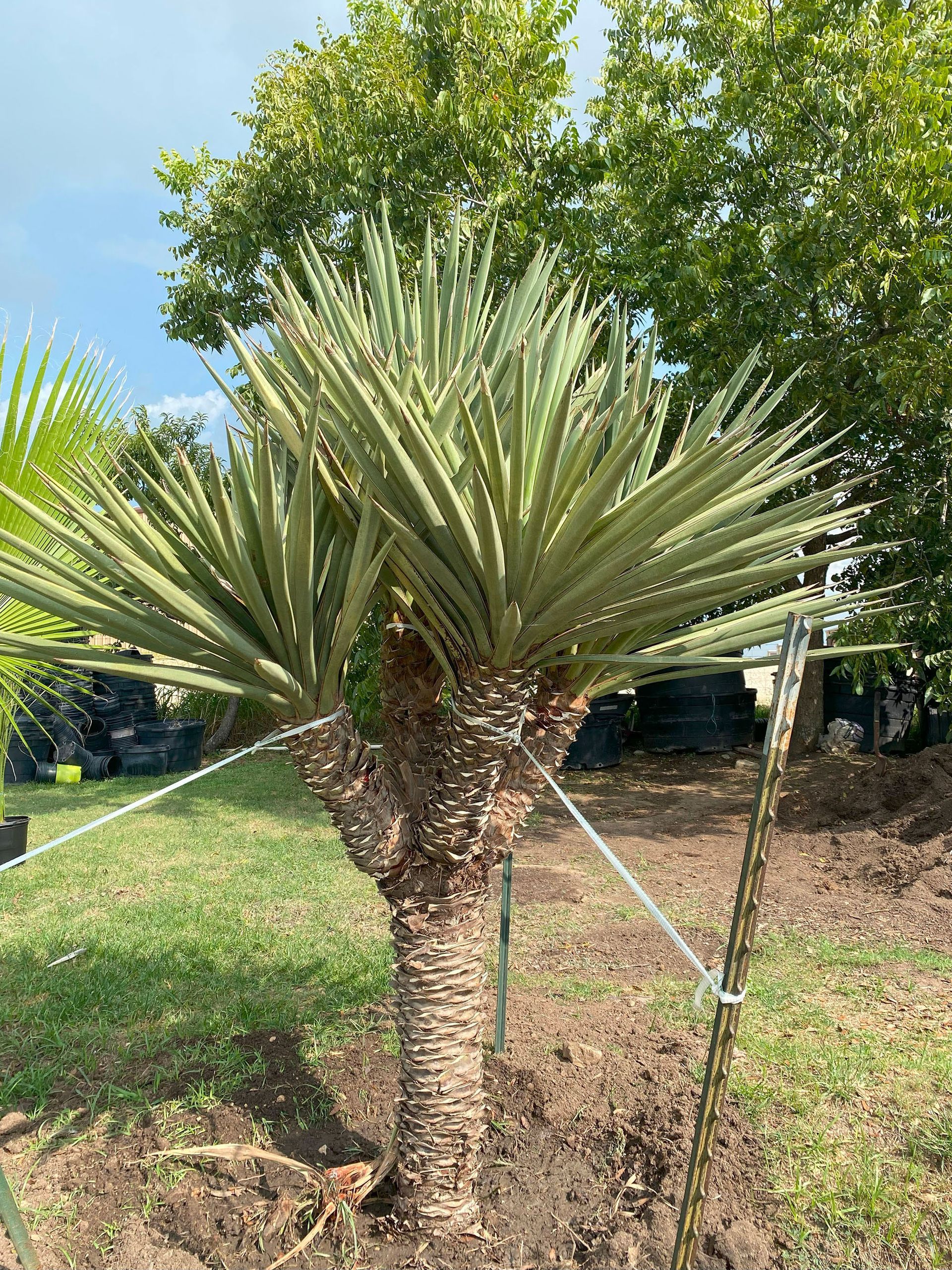 A palm tree is growing in the middle of a grassy field.