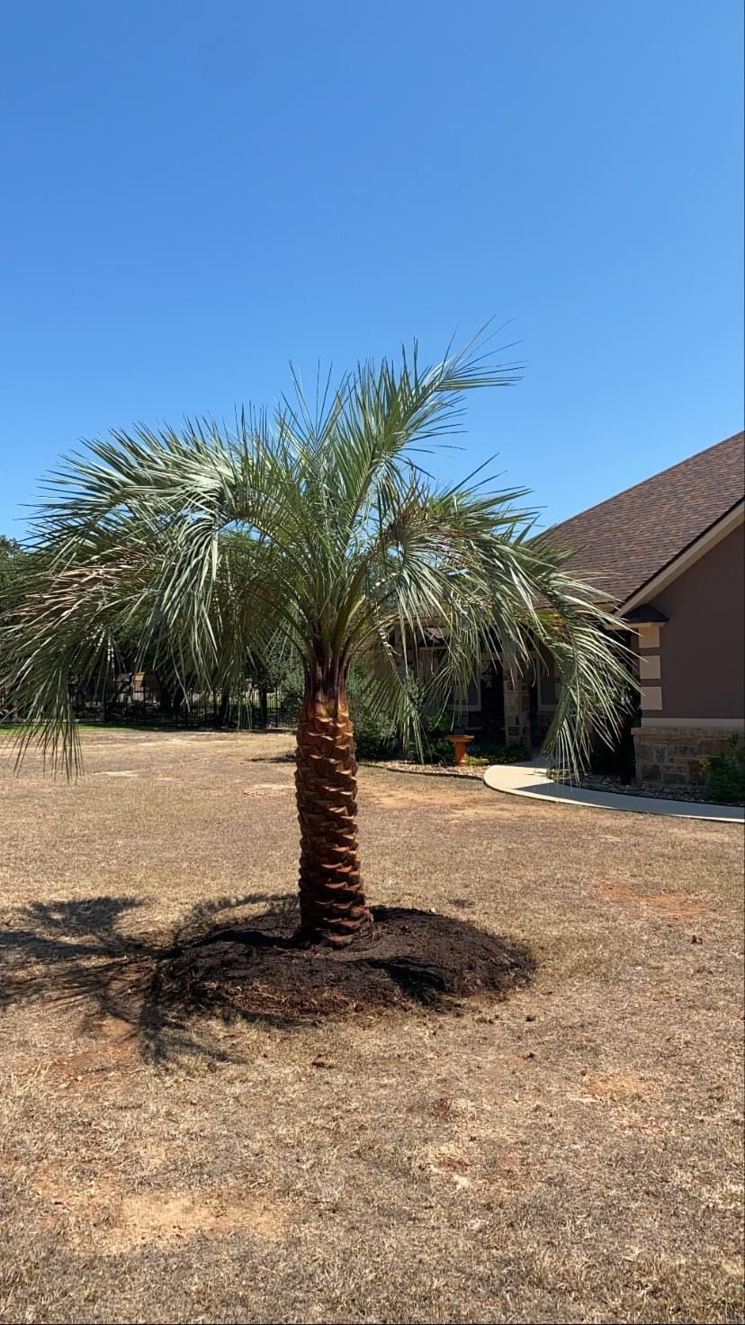 A palm tree is in the middle of a dry grass field in front of a house.
