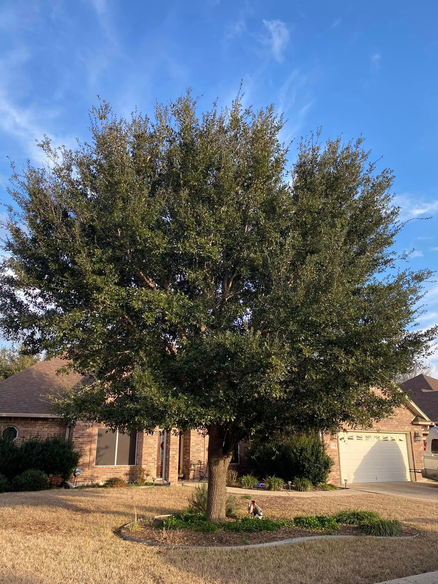 A large tree in front of a house on a sunny day.