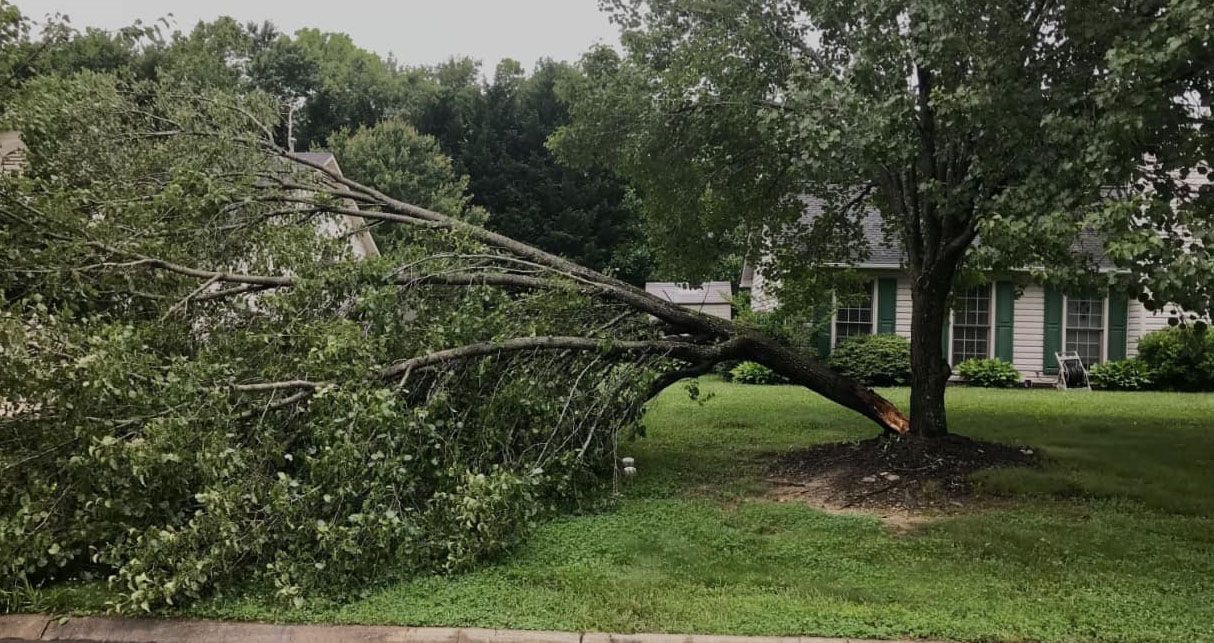A tree that has fallen in front of a house.