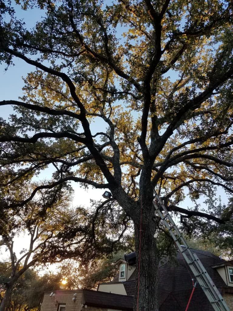 A ladder is hanging from a tree in front of a house.