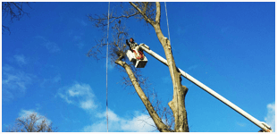 tree-services-3-6-2015-2
