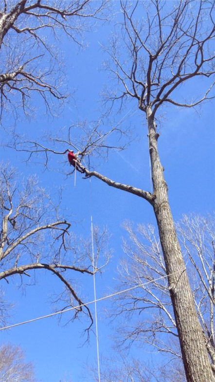 Tree trimming and removal