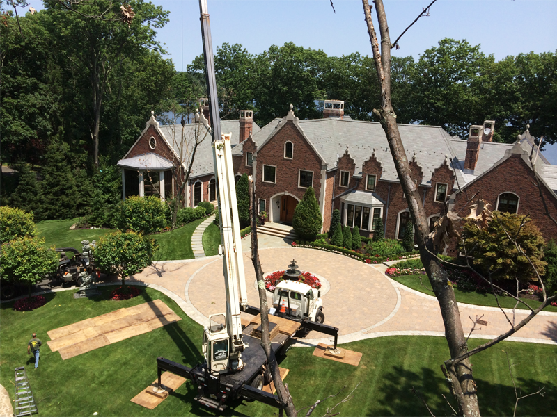 Tree trimming and removal