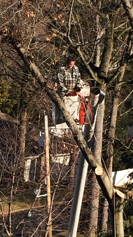Tree trimming and removal