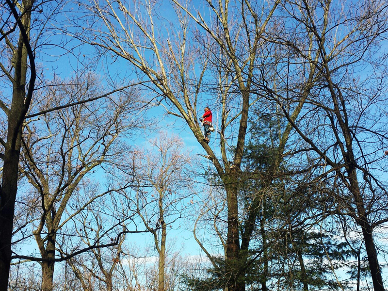 Tree trimming and removal